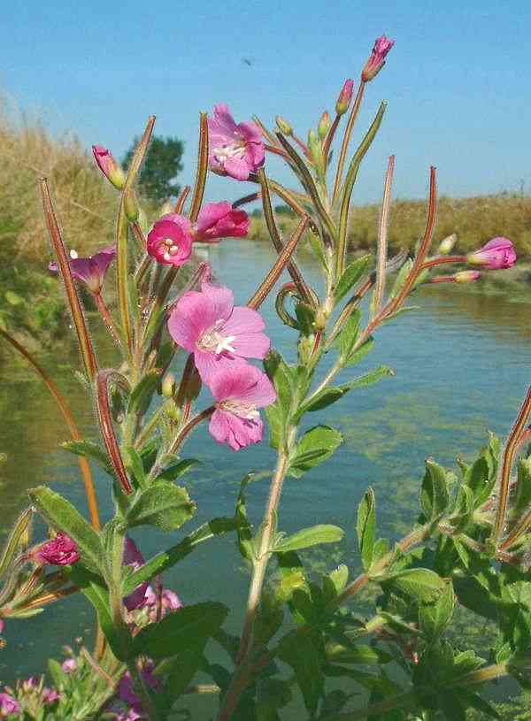 Hairy willowherb