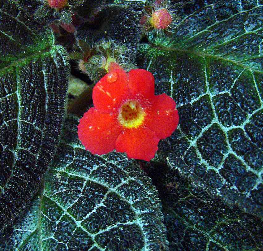 Flame violet