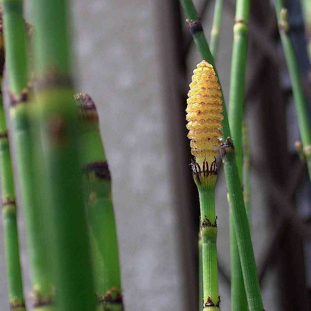 Rough horsetail