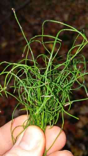 Dwarf horsetail