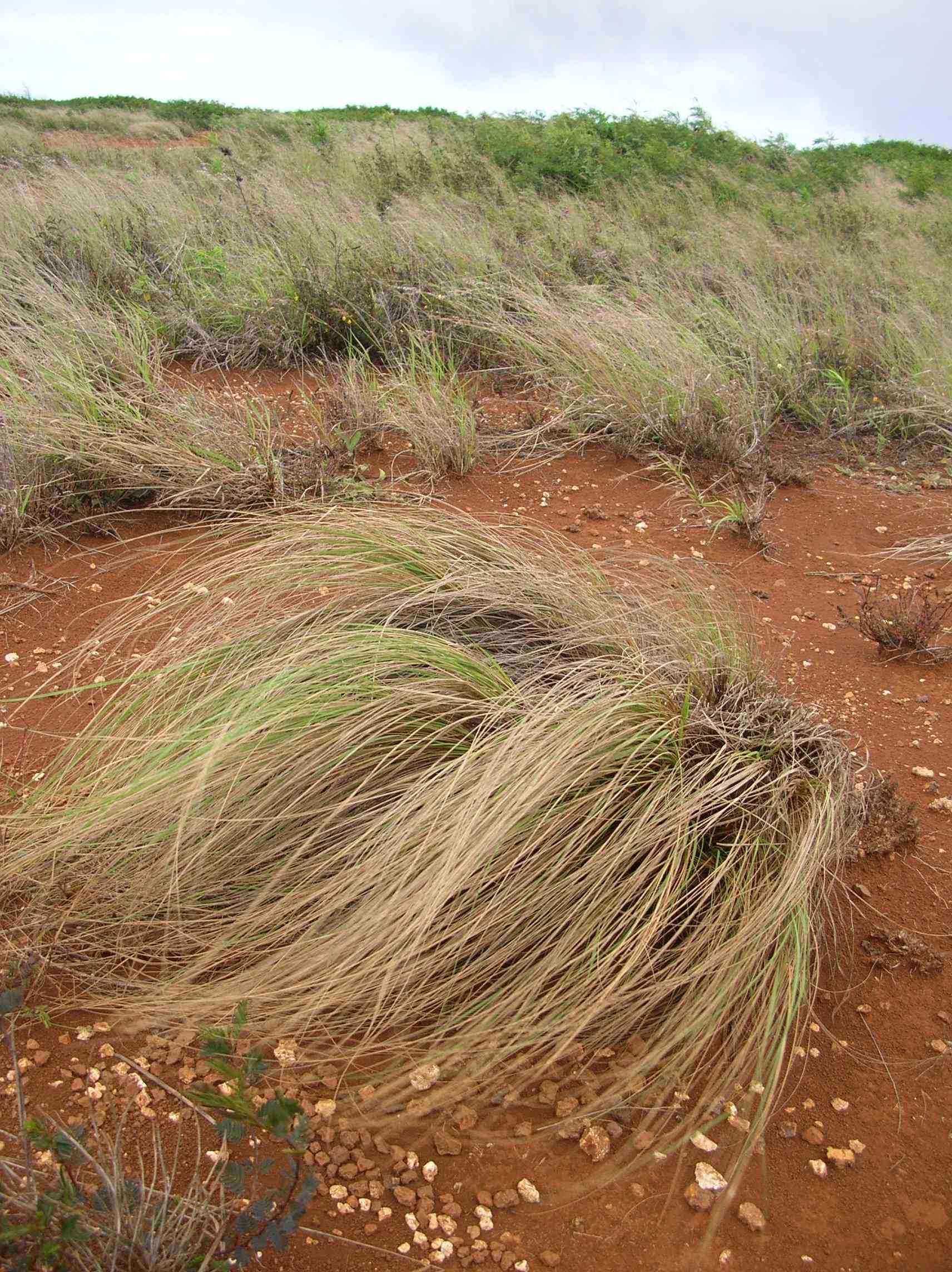 Weeping lovegrass