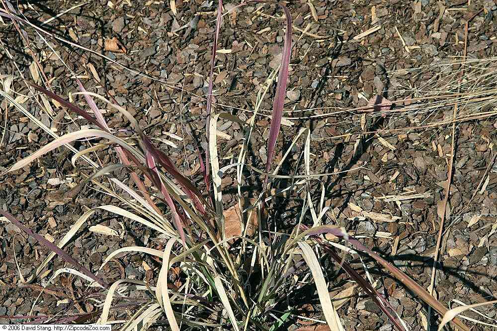 Purple lovegrass