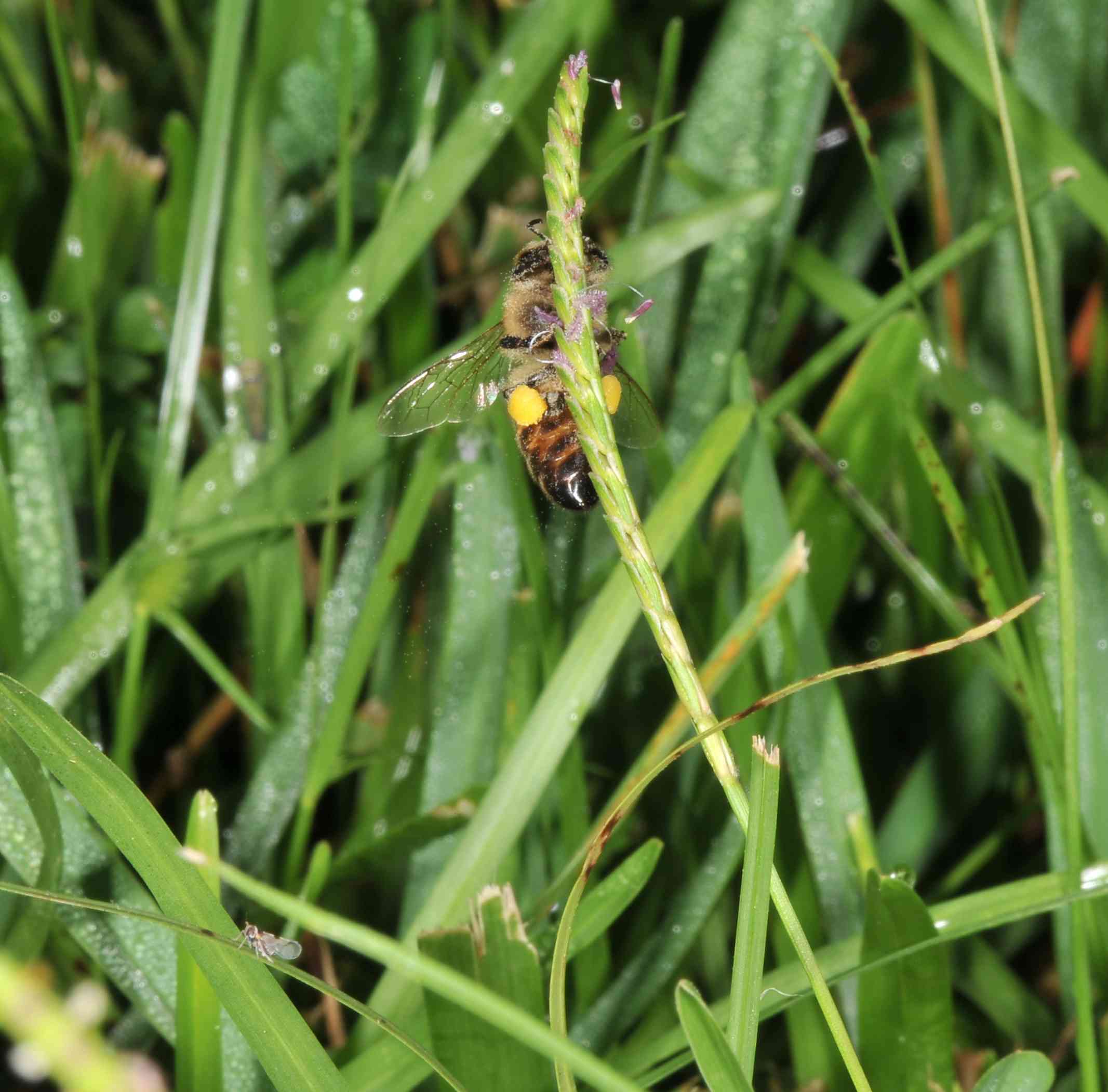 Centipedegrass