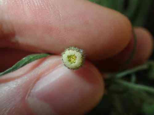 Flaxleaf fleabane