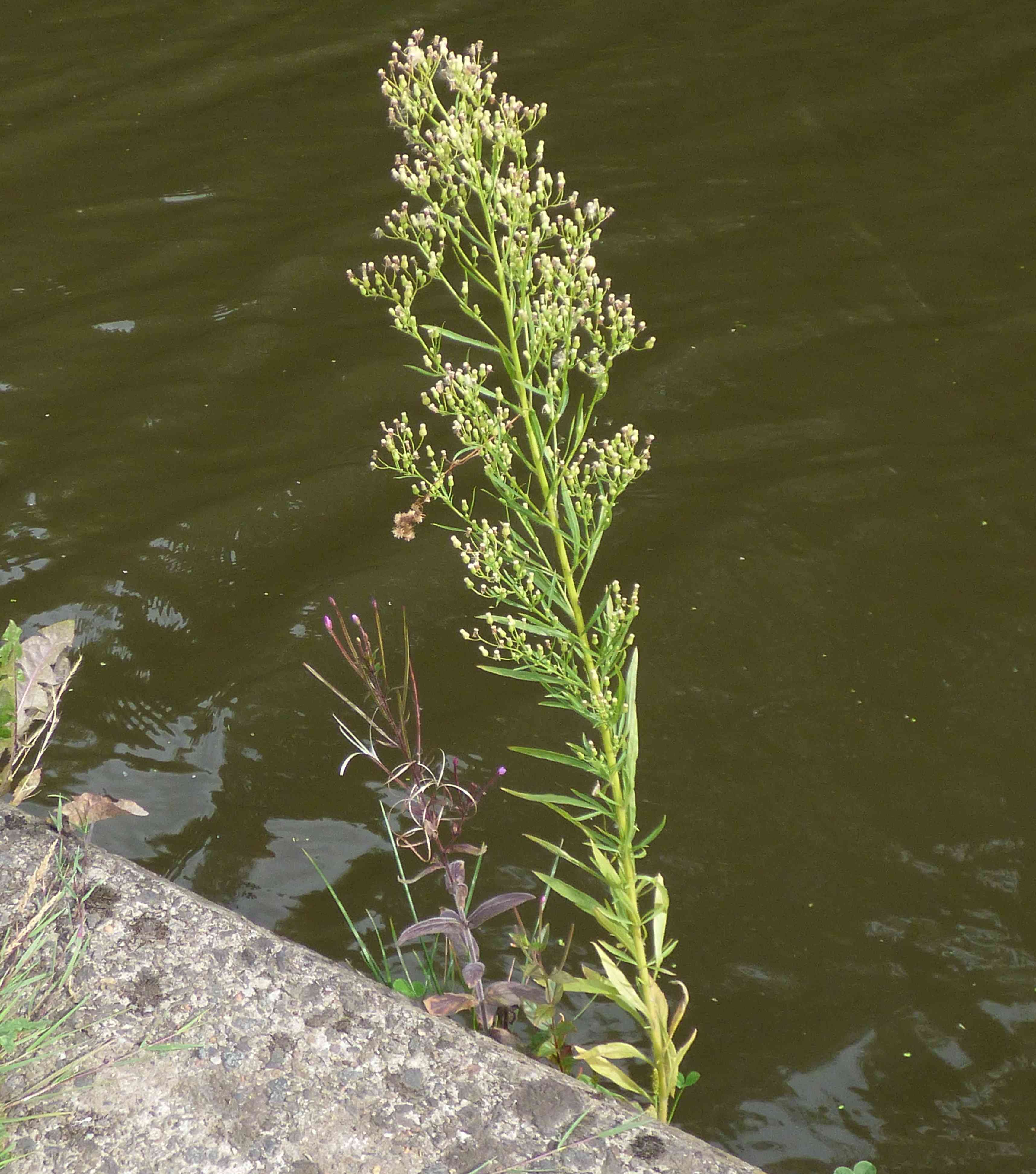 Horseweed