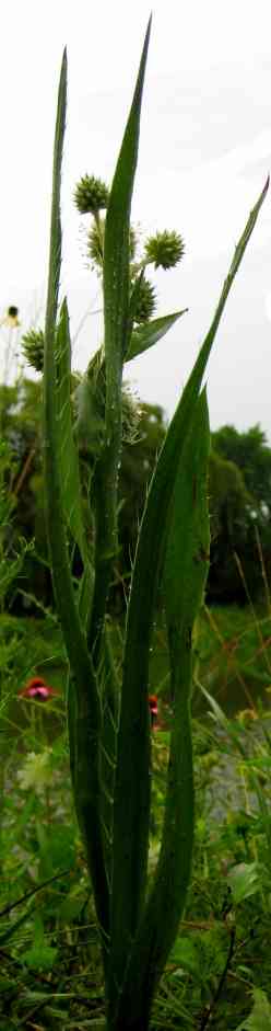 Rattlesnake master