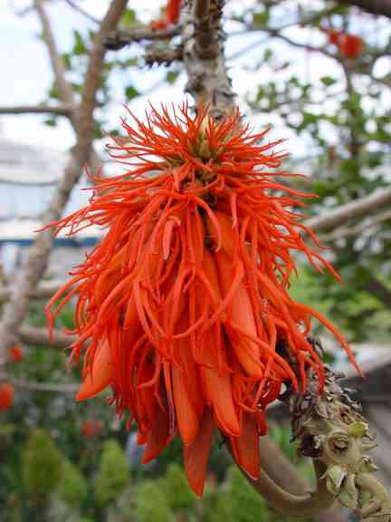Red hot poker tree