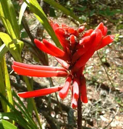 Coral bean