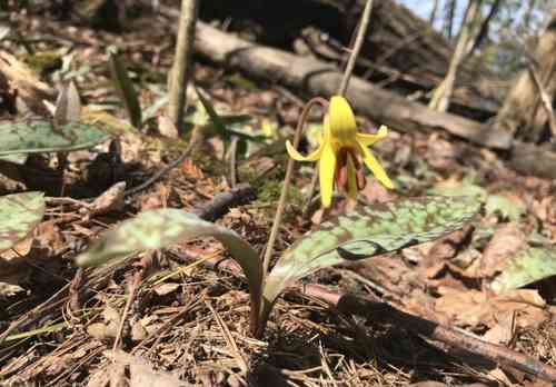 Yellow trout lily