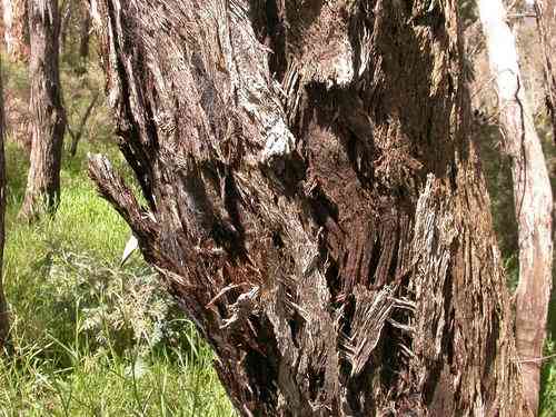 Eucalypts (Eucalyptus)