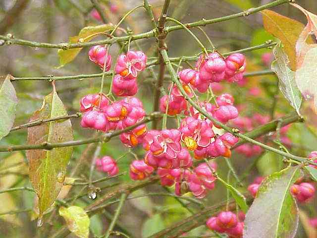 European spindletree