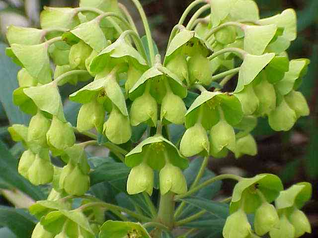 Mediterranean spurge