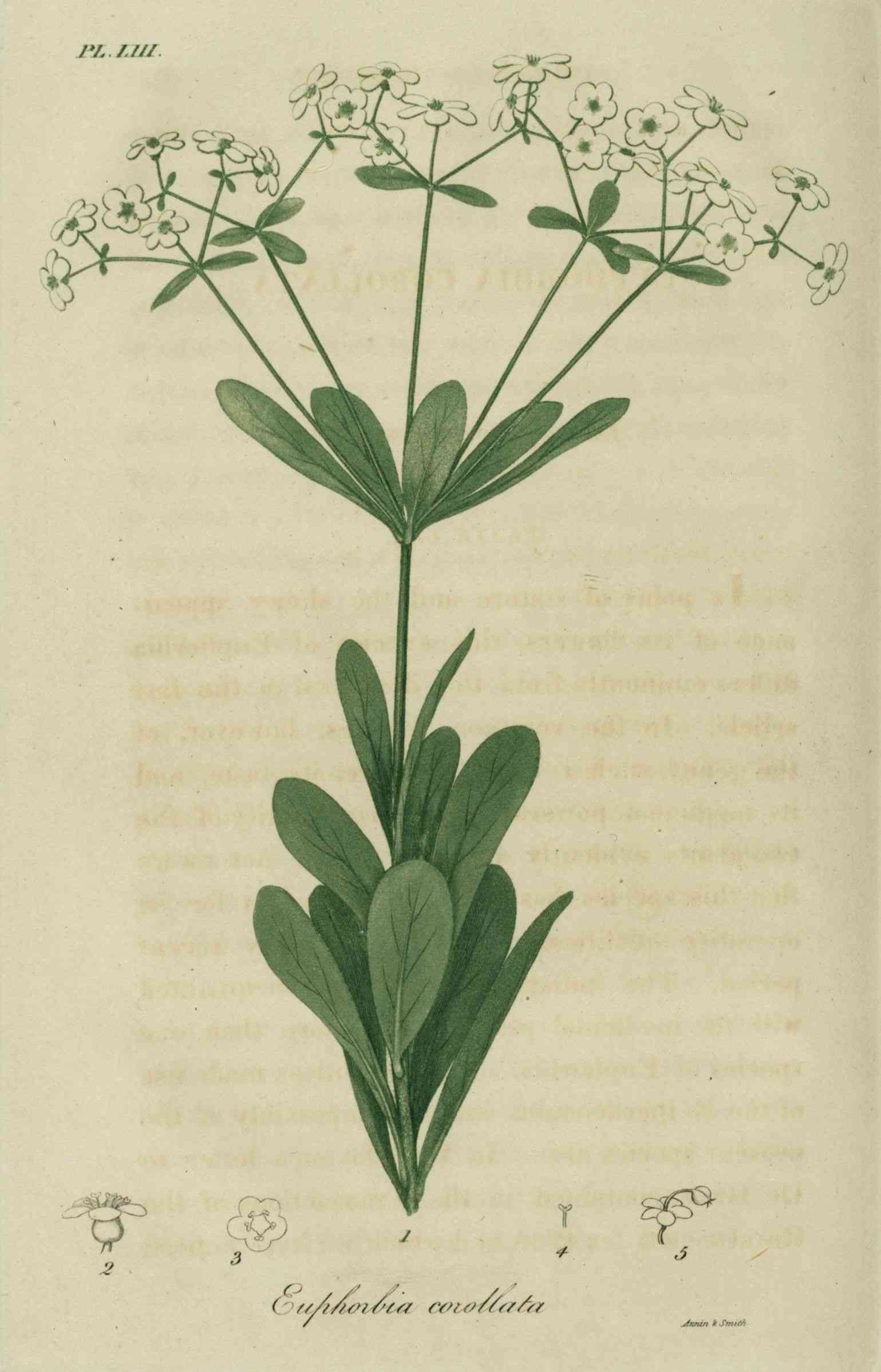 Flowering Spurge