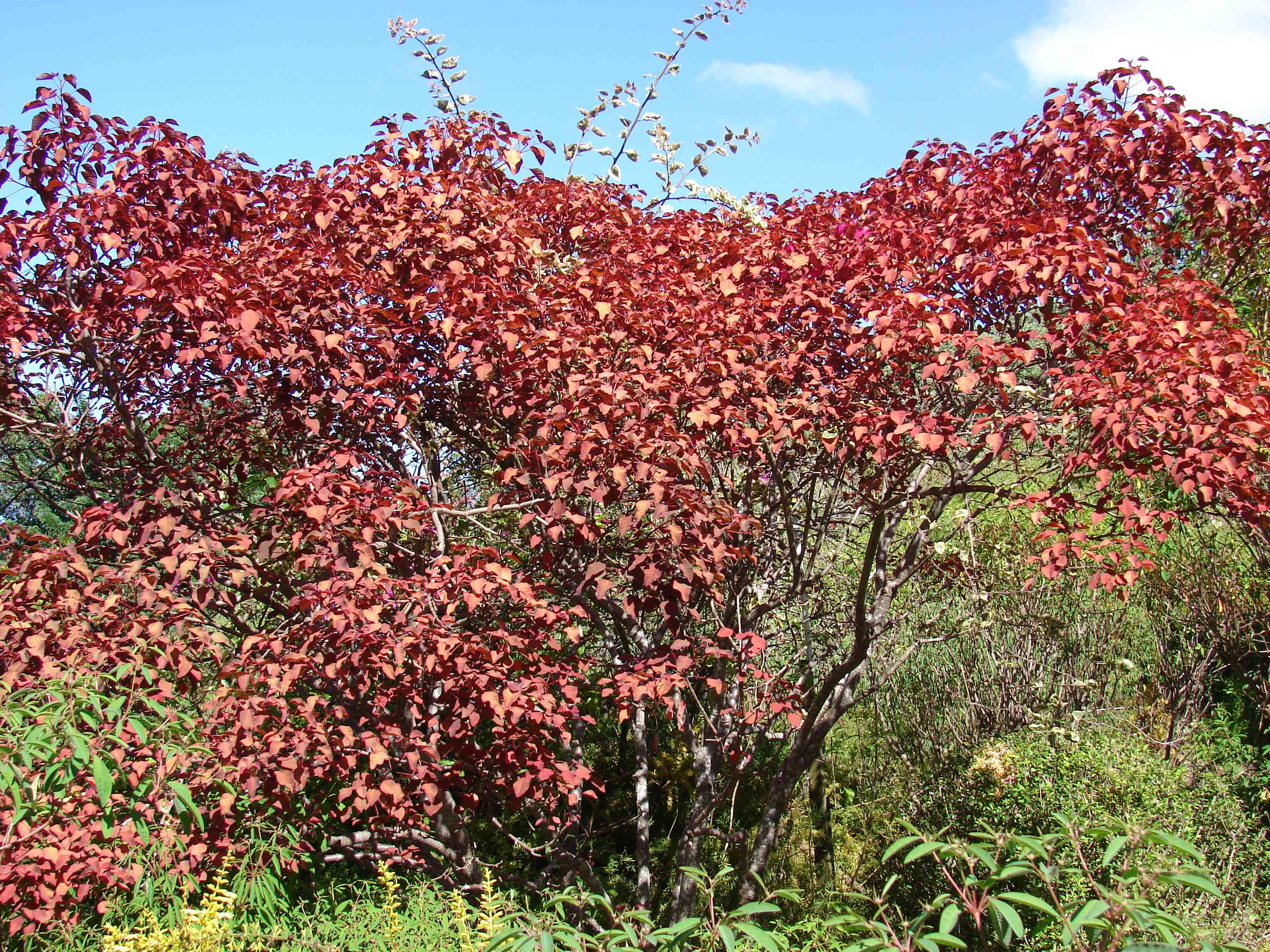 Caribbean copper plant