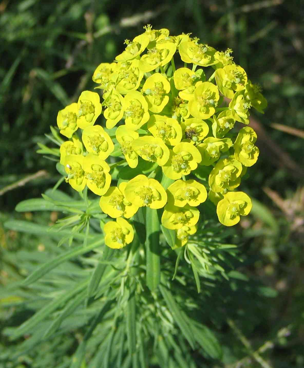 Cypress spurge
