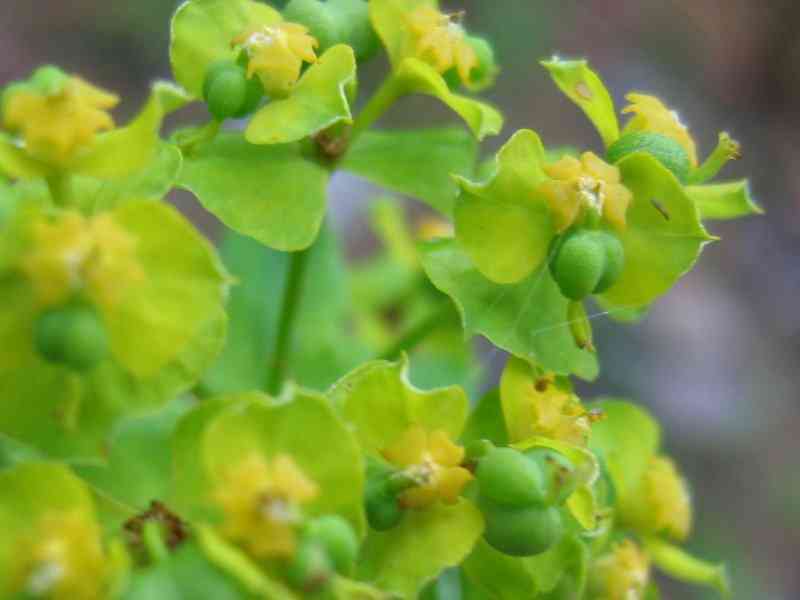 Leafy spurge