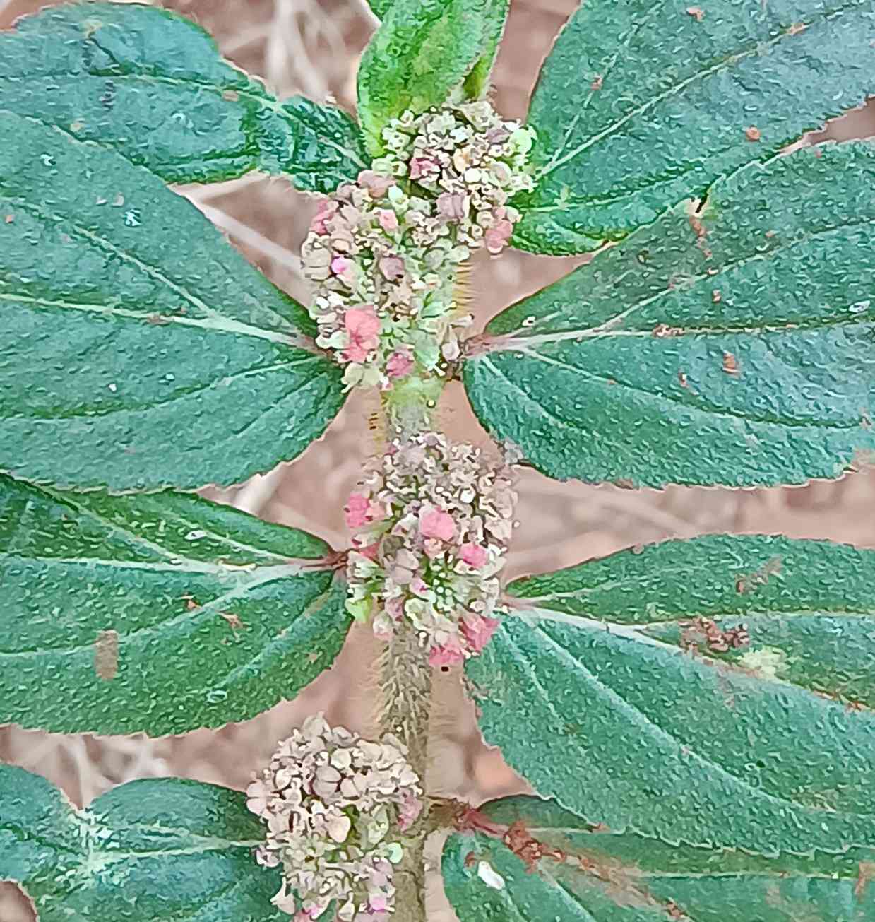 Asthma-plant