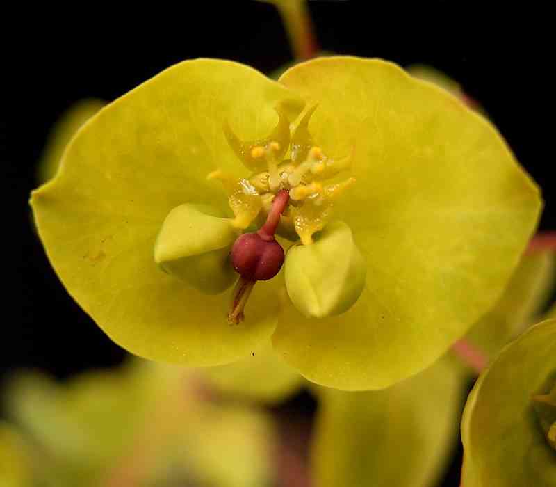Graceful spurge