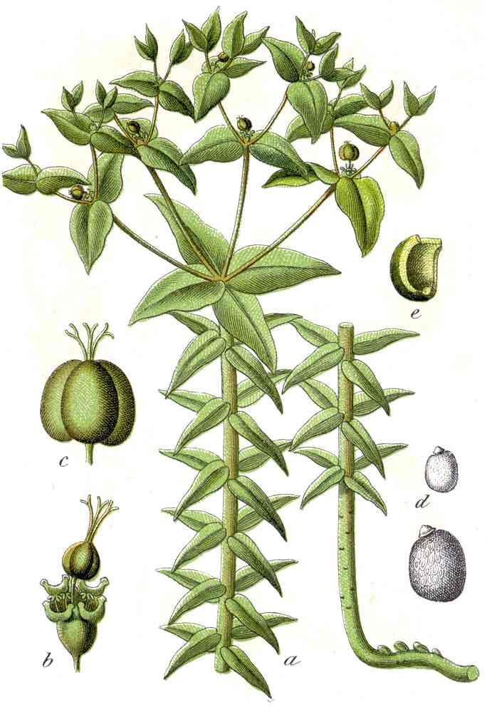 Caper spurge