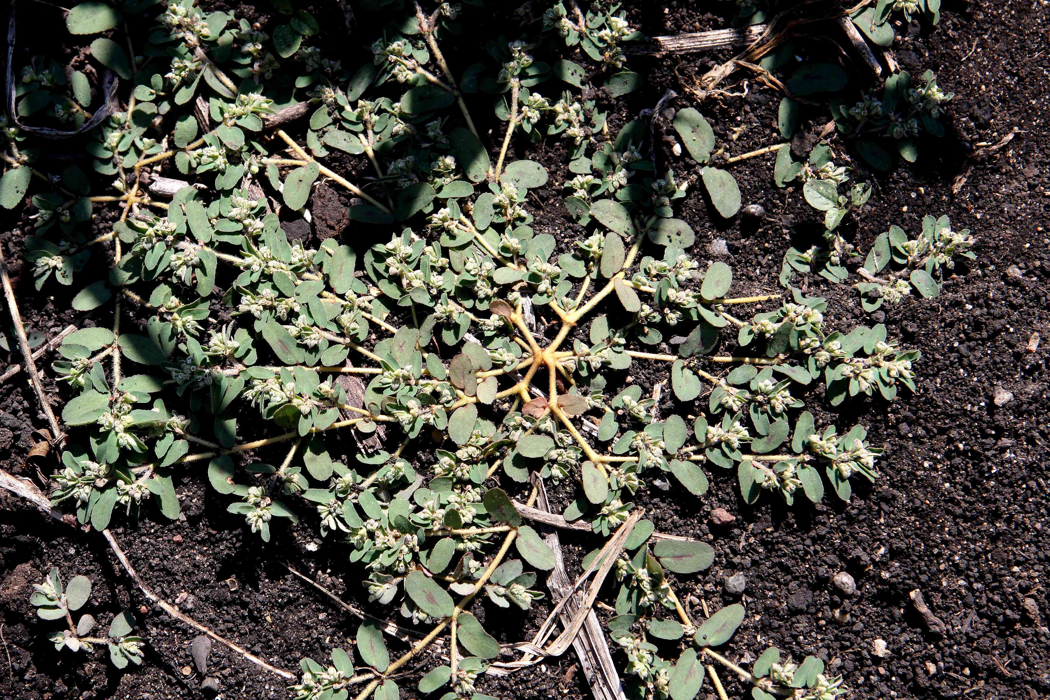 Spotted spurge