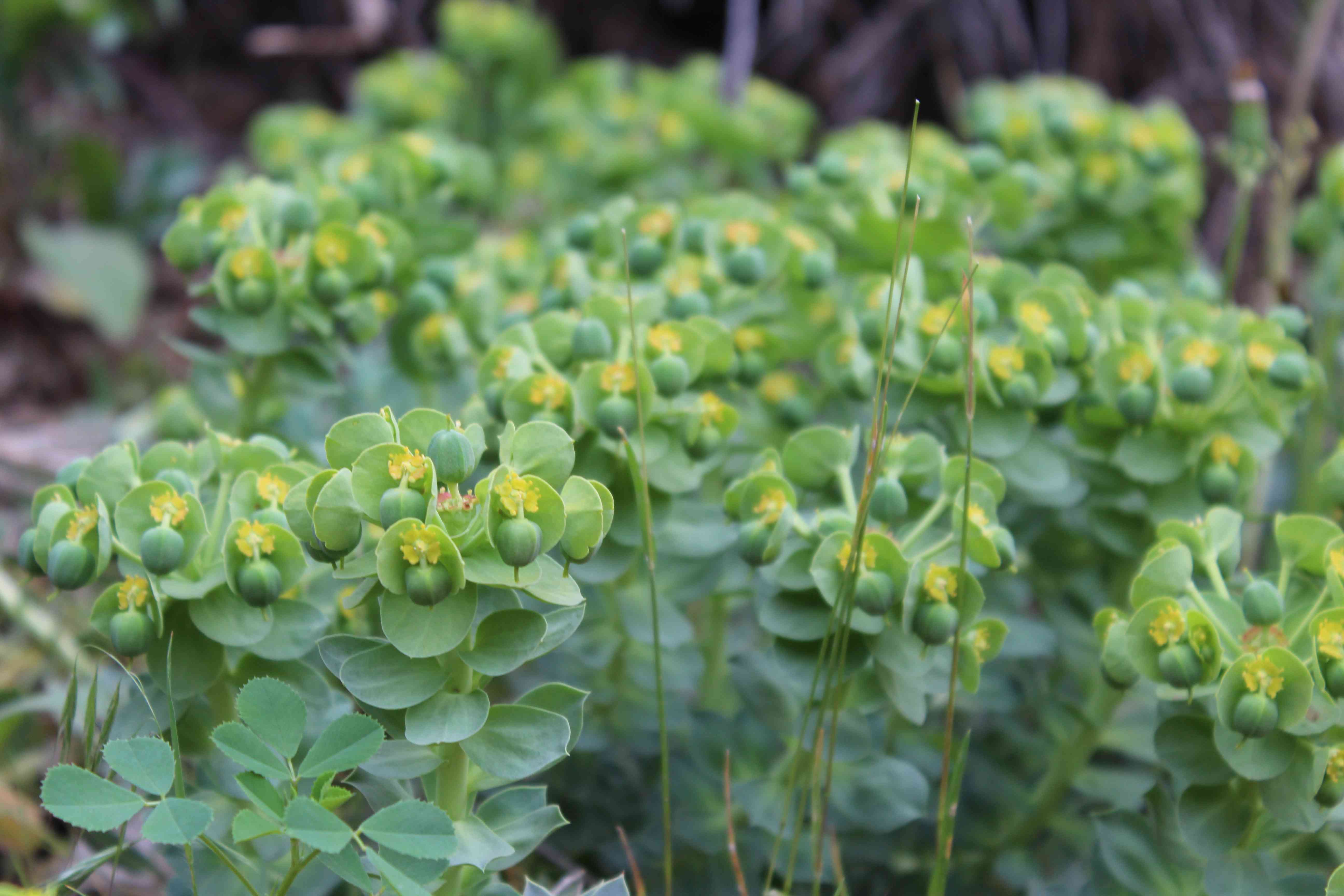 Myrtle spurge