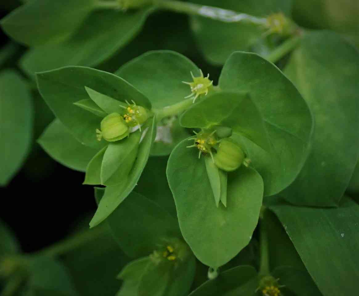 Petty spurge