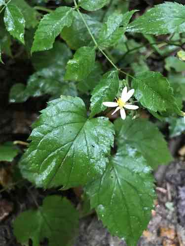 White wood aster