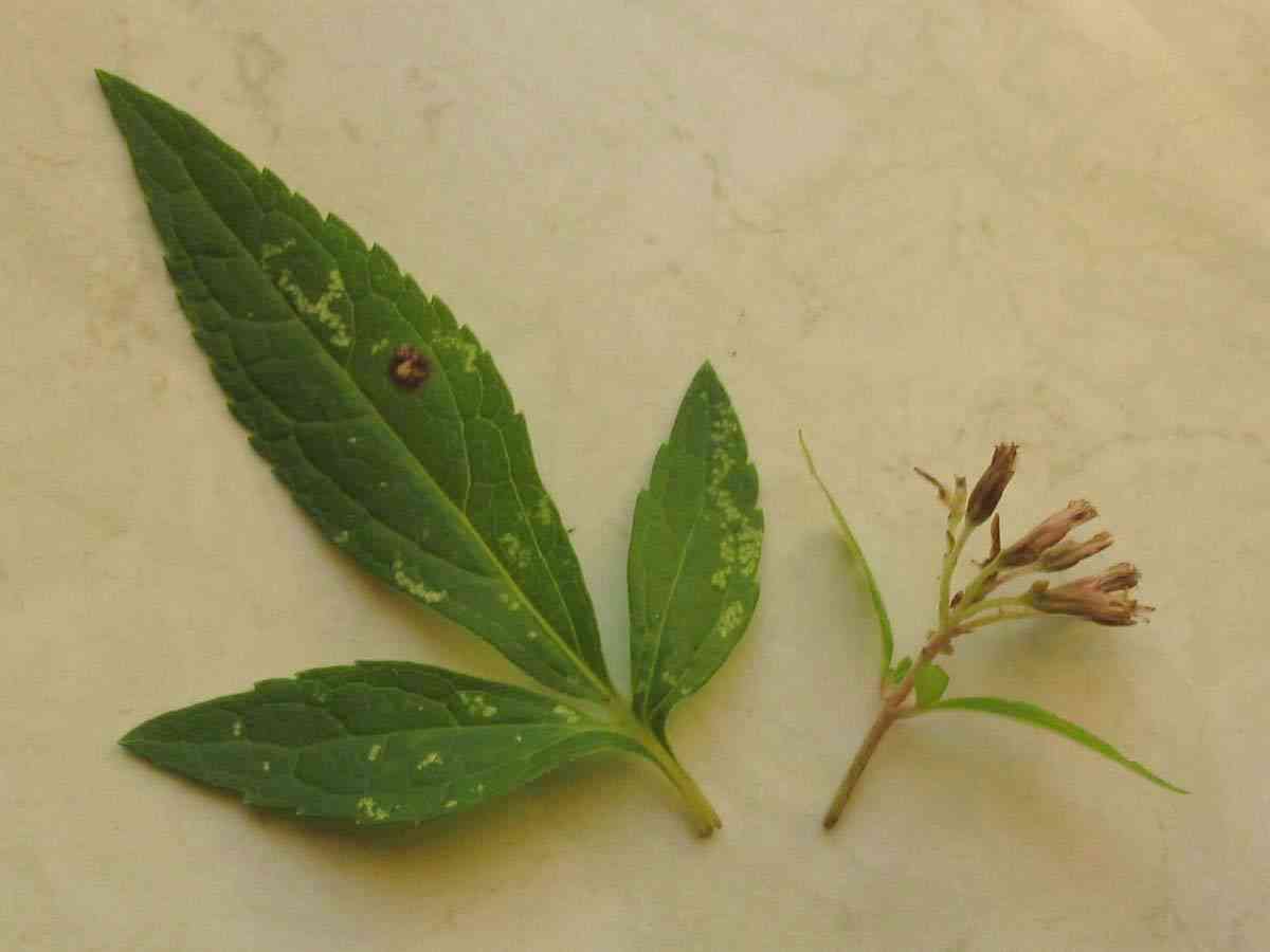 Spotted Joe-Pye weed