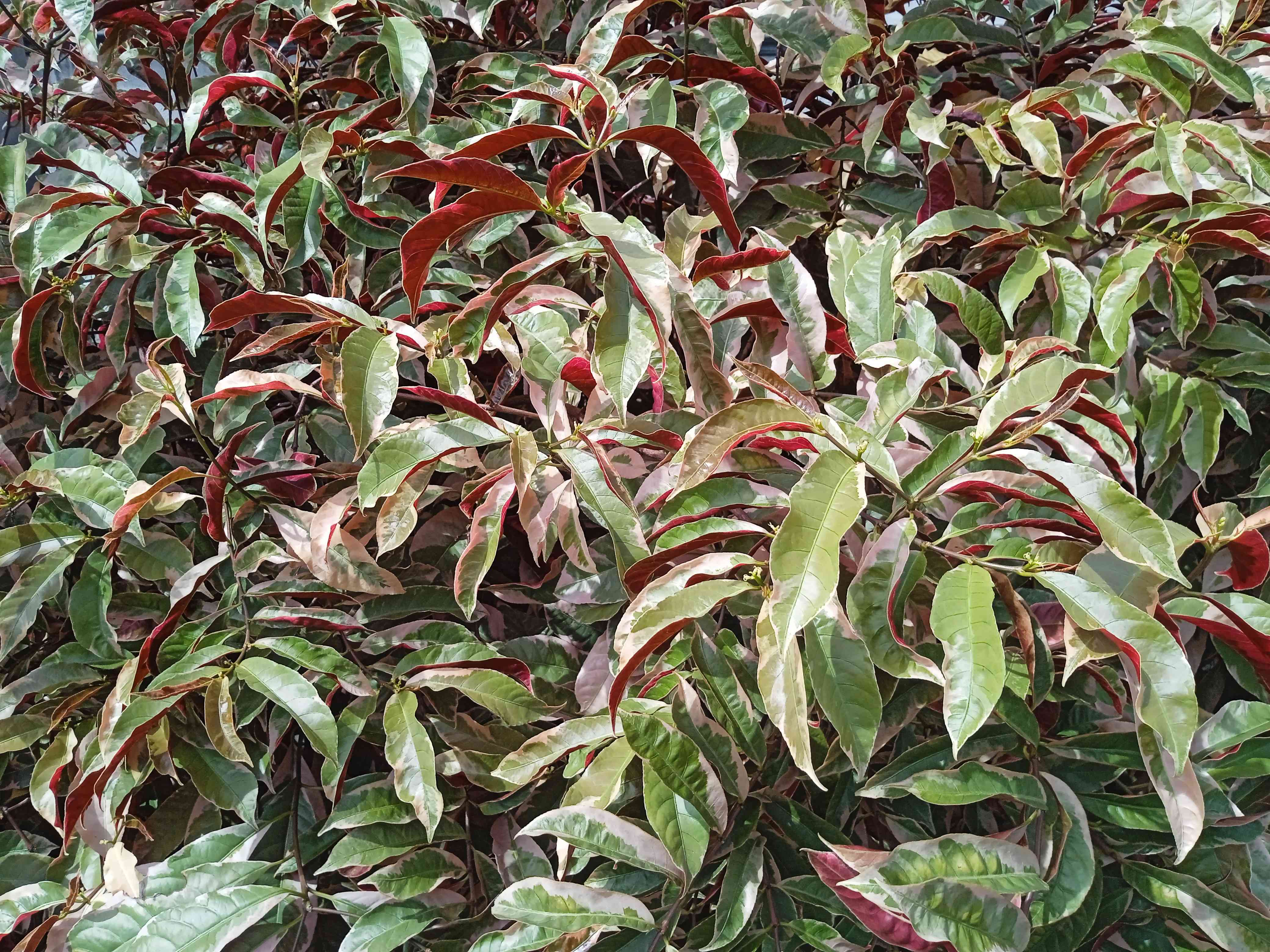 Blindness tree