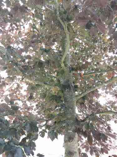 European beech