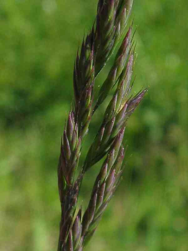 Red Fescue
