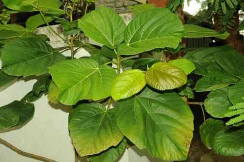 Roxburgh fig