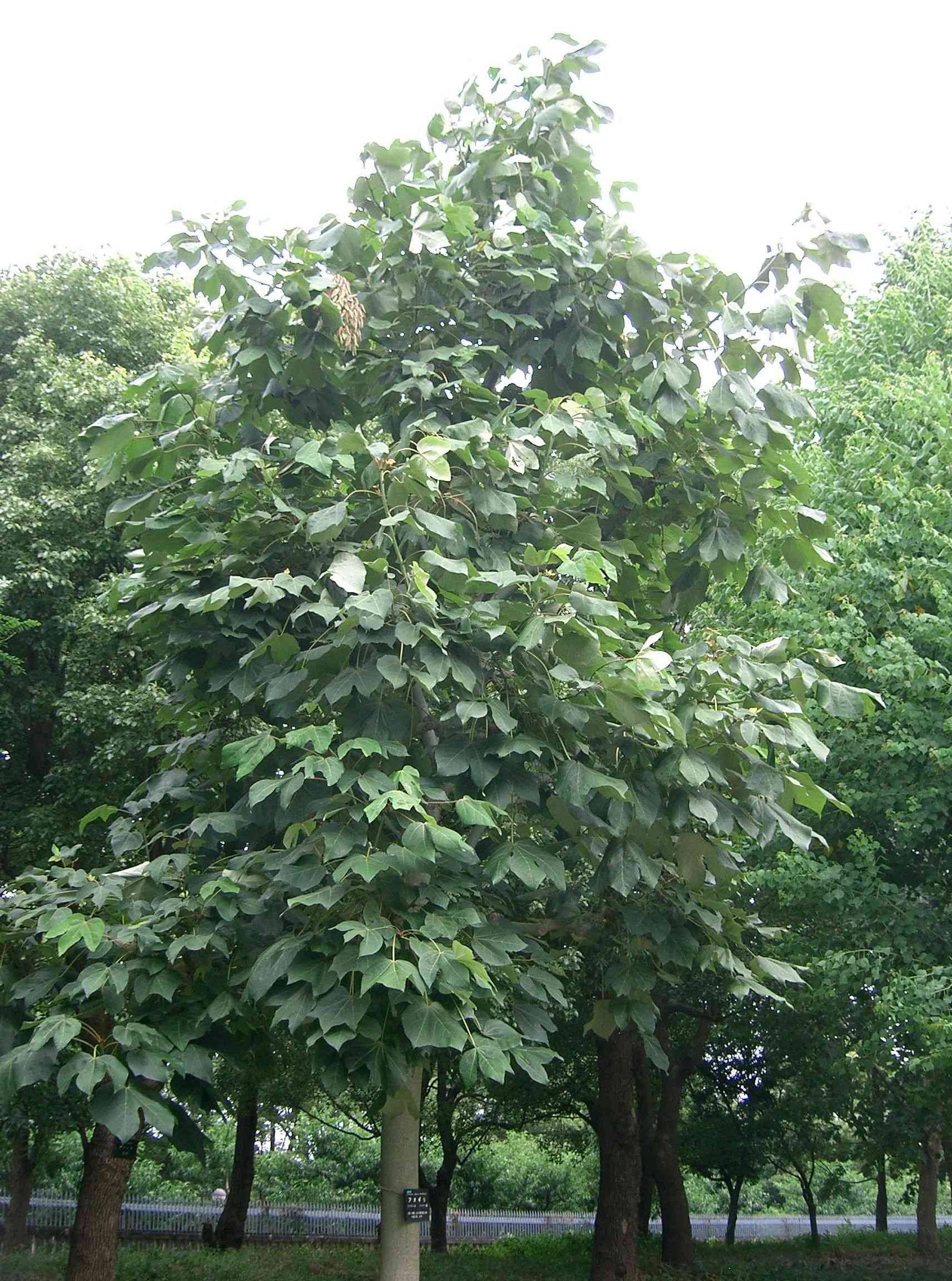 Chinese parasol tree