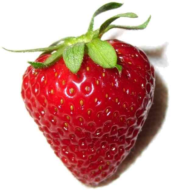 Wild strawberry