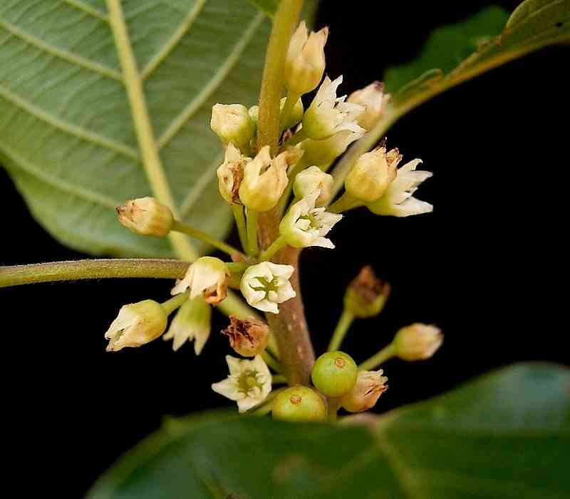 Alder buckthorn