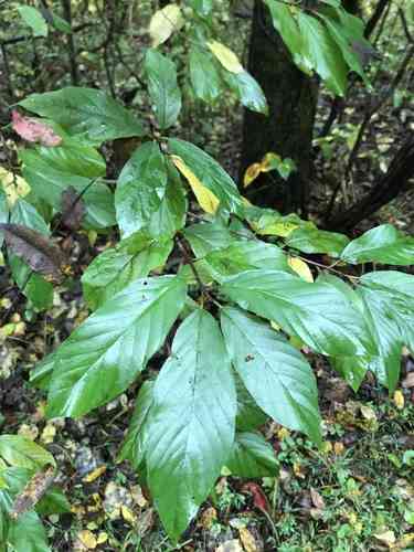 Carolina buckthorn