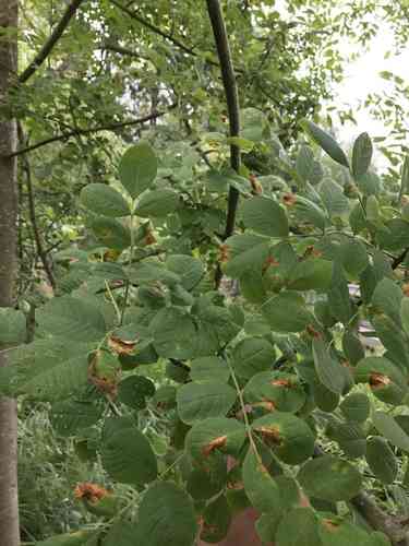 Oregon ash