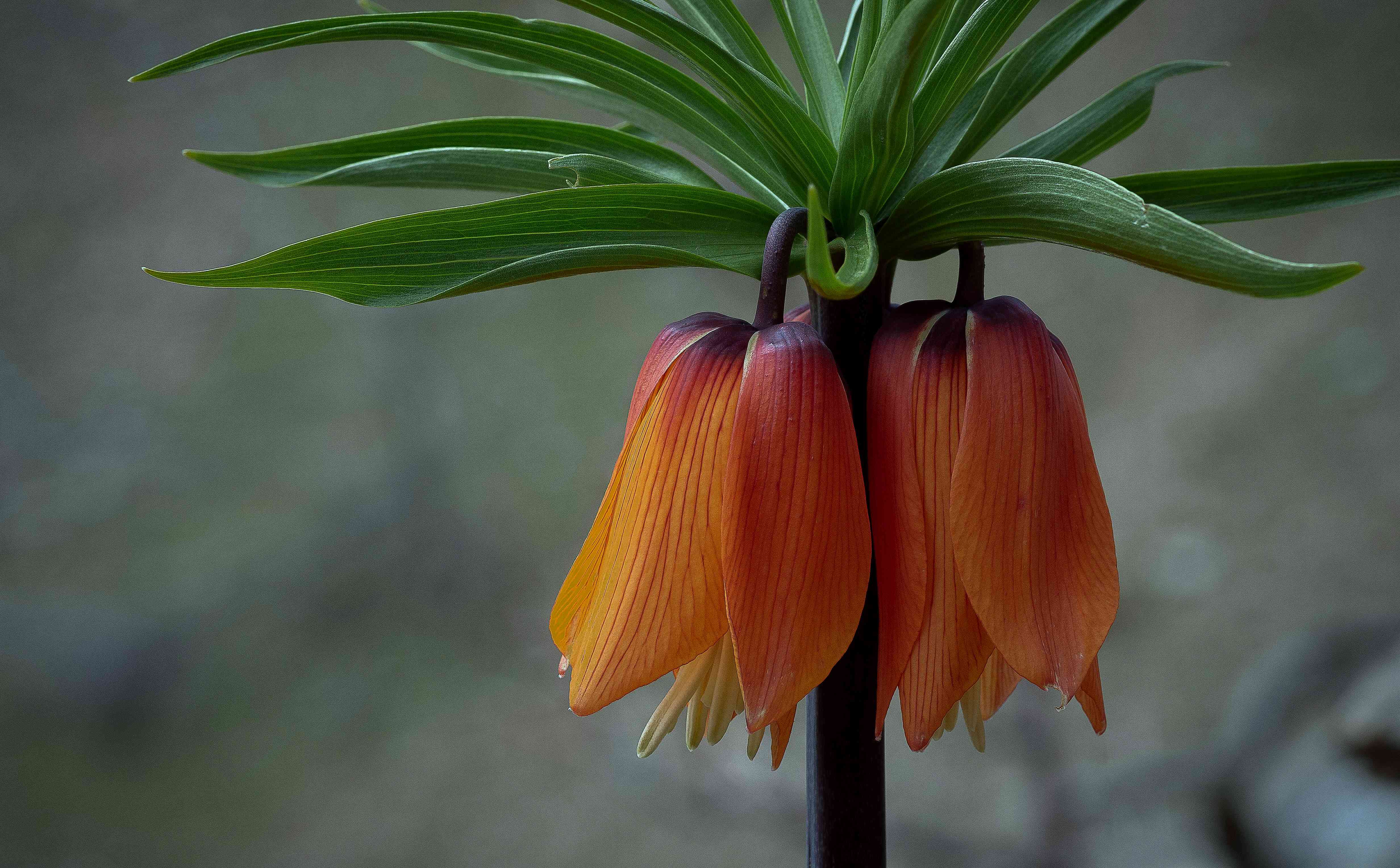 Crown imperial
