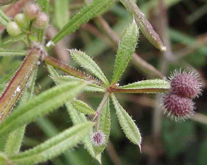 Cleavers