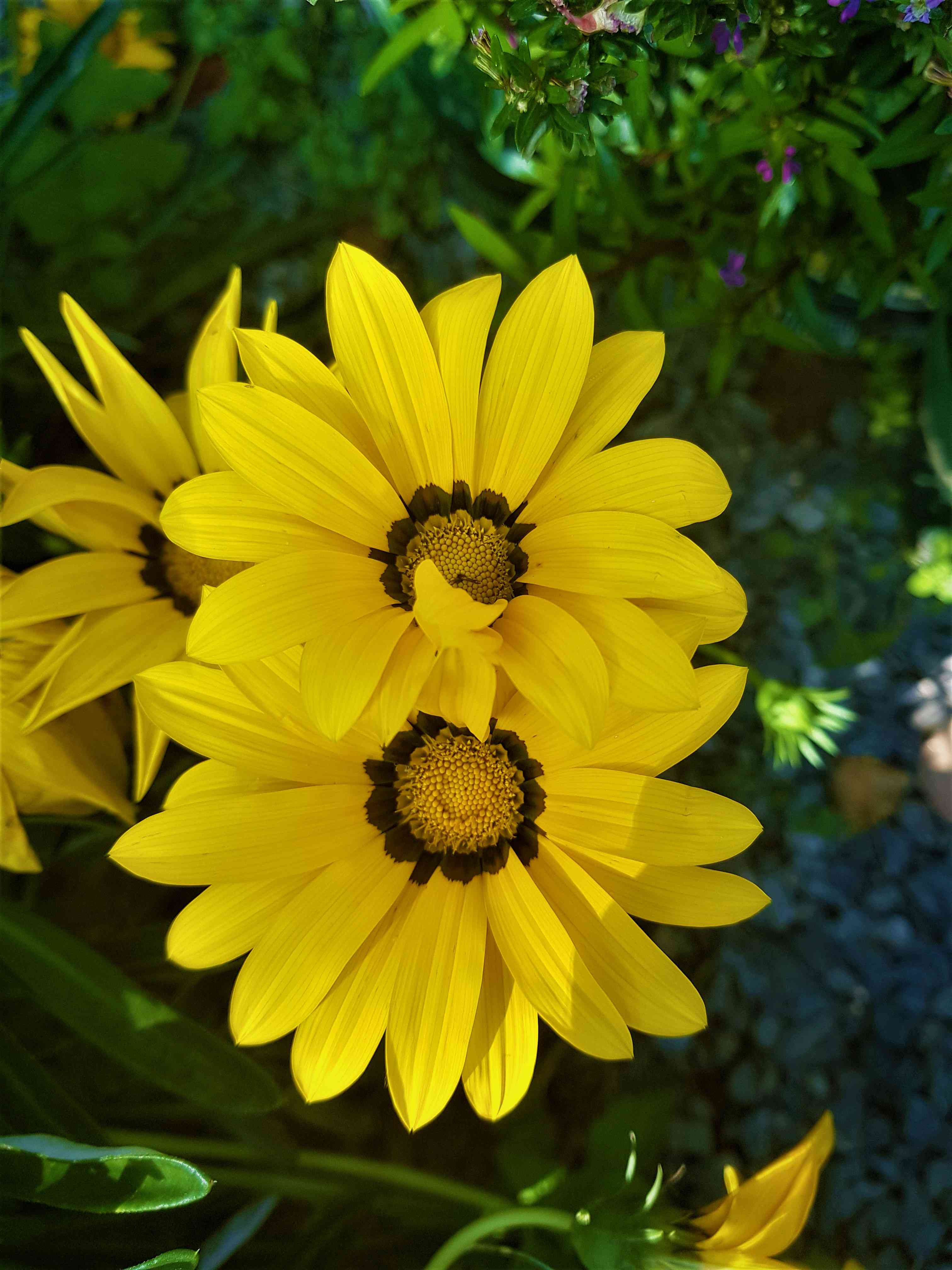 Treasure flower
