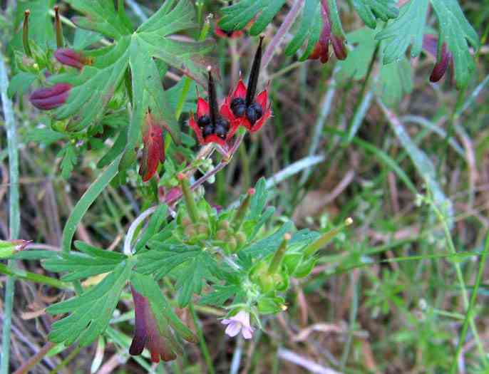 Carolina geranium