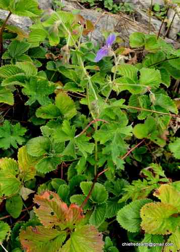 Himalayan crane's-bill