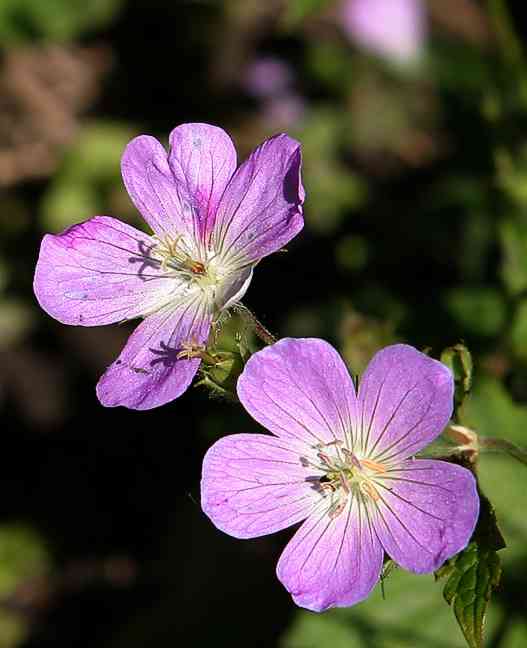 Wild geranium