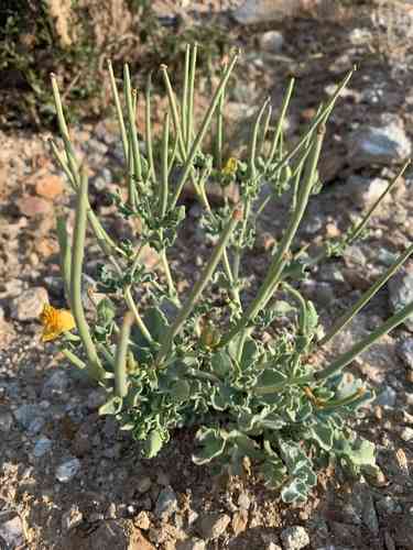Yellow horned poppy