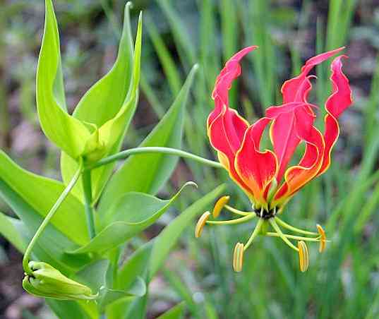 Flame lily