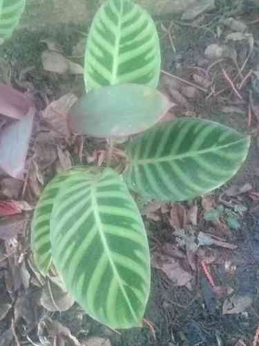 Zebra plant