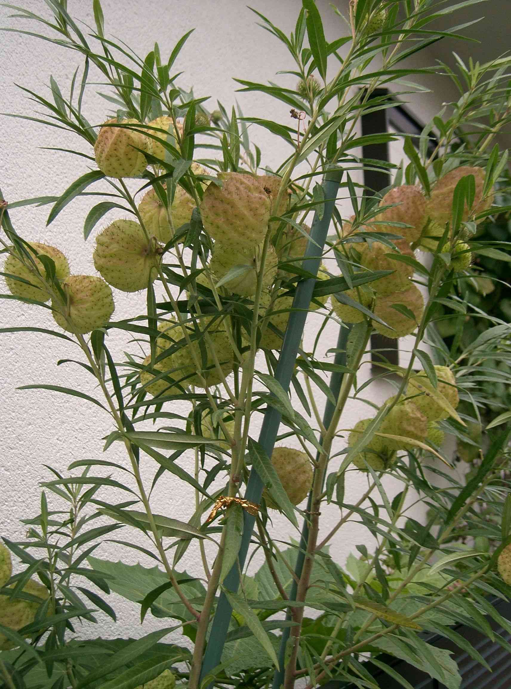 Balloon plant