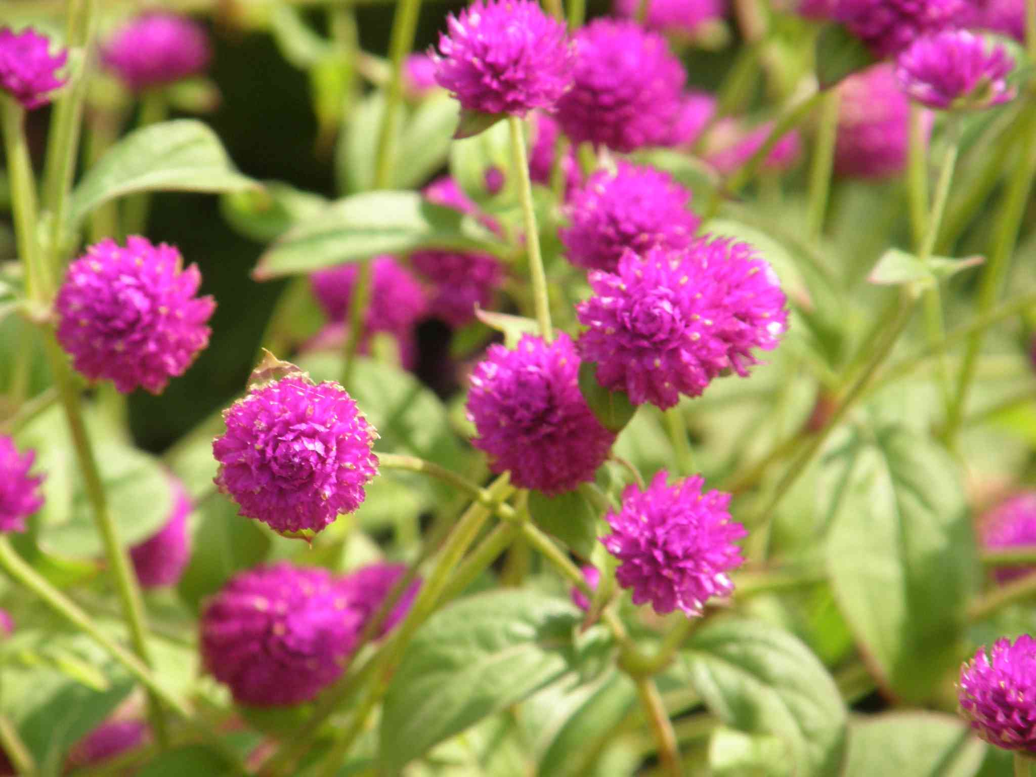 Common globe amaranth