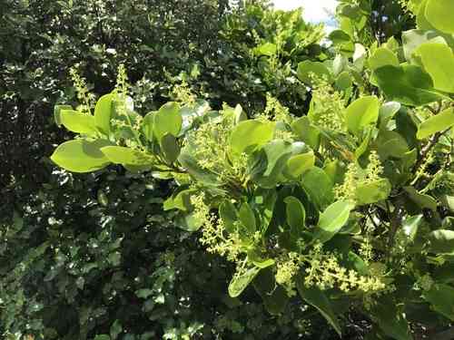 New zealand broadleaf