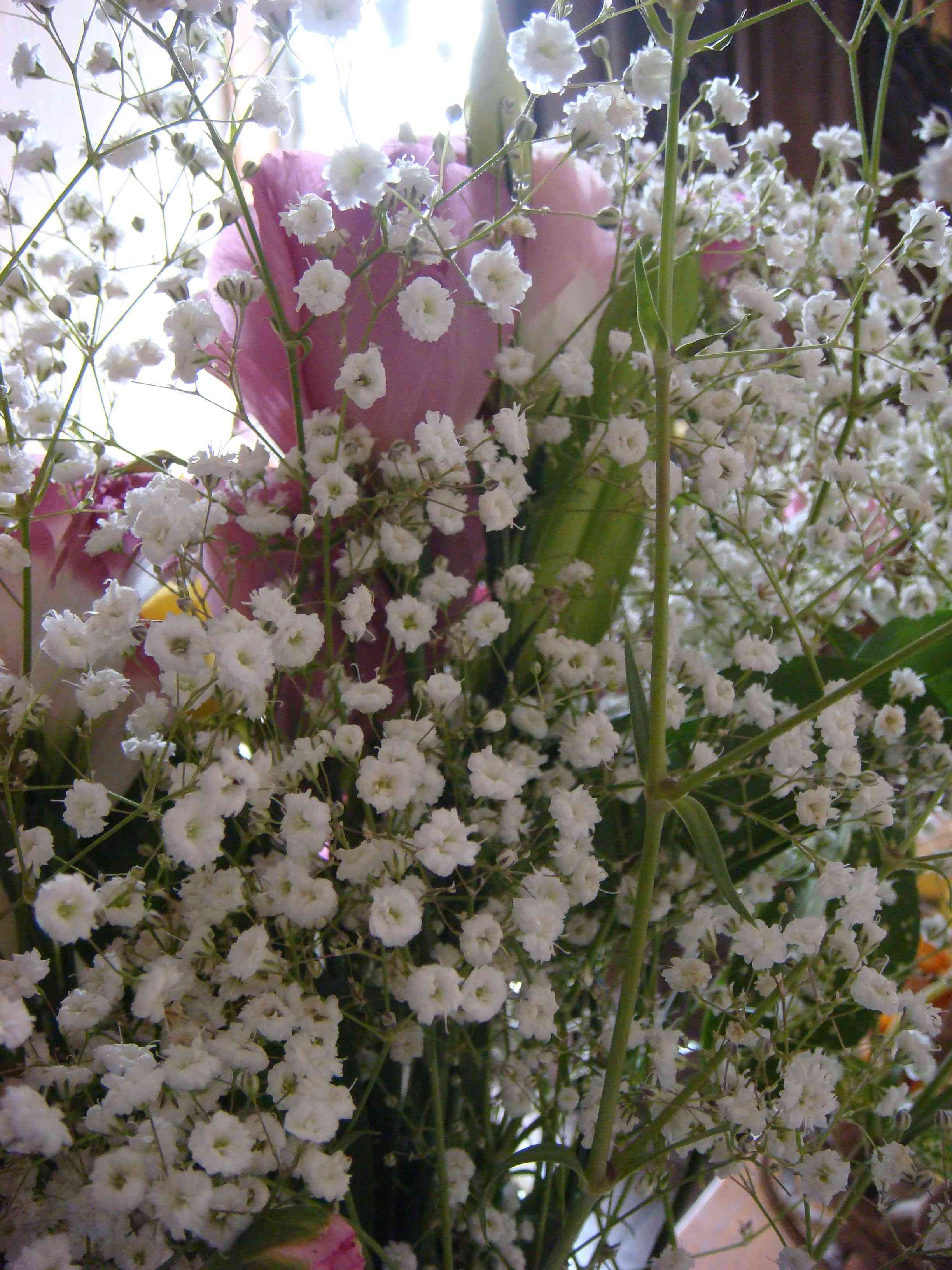 Showy baby's-breath